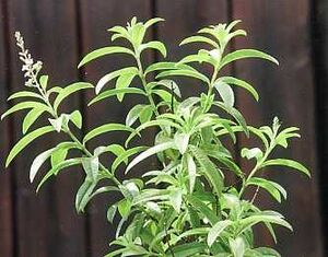 LemonVerbena