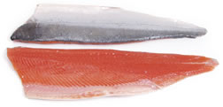 Salmon