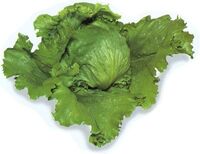 Lettuce
