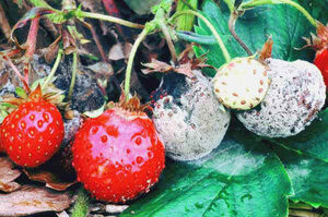 BotrytisCinerea