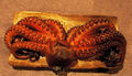 Thumbnail for version as of 17:14, April 24, 2005