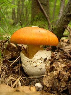 Caesars mushroom