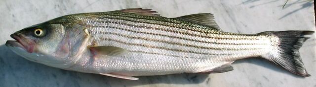 File:Striped bass.jpg
