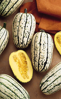 DelicataSquash