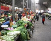 Celtuce