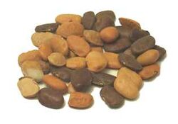 Tepary bean