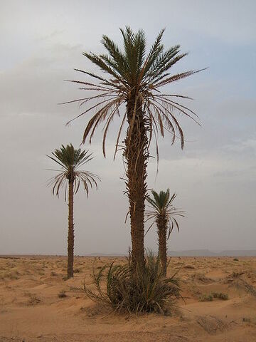 File:Date palm.jpg
