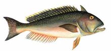 Tilefish