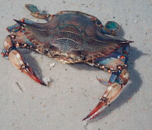 BlueCrab