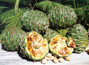 Bunya Nuts
