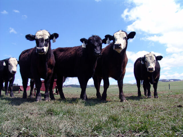 File:2007-08-20-Cattle.jpg