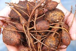 American groundnut