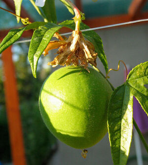 Maypop fruit