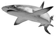 File:Tiburón.jpg