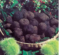 BlackTruffles