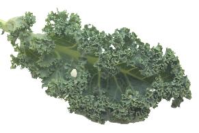 Kale