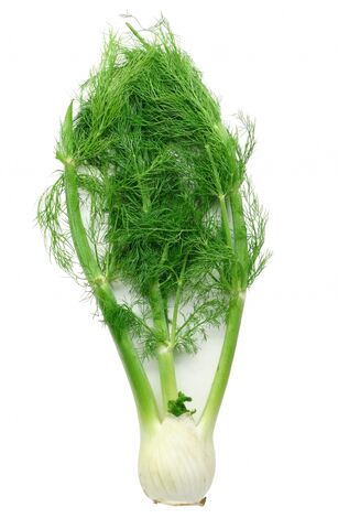 File:Fennel3.jpg