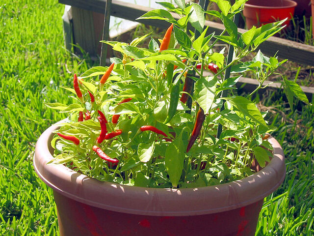 File:Piri piri.jpg