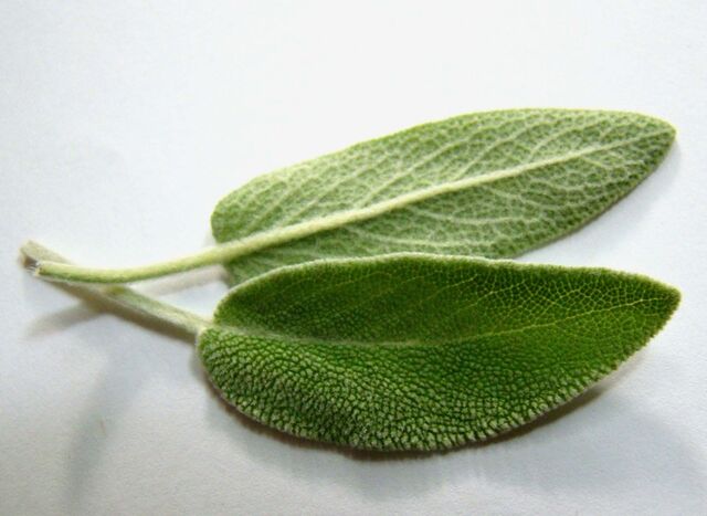 File:Sage-leaves.jpg
