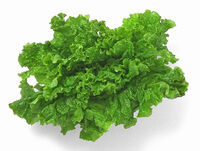 LeafLettuce