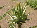 Thumbnail for version as of 08:17, March 21, 2006