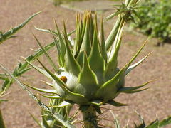 File:Cardoon1.jpg