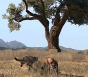 Pumas.png