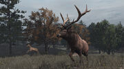 Wapiti.jpg