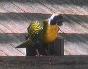 Singvogel.jpg
