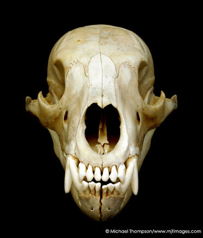 File:BlackBearSkull0012mjt.jpg