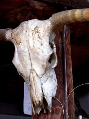 Cow Skull