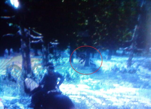 File:Rdr wolf.jpg