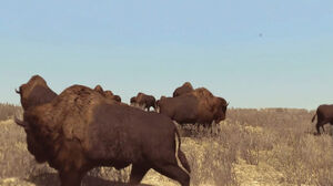 AmericanBuffaloHerd