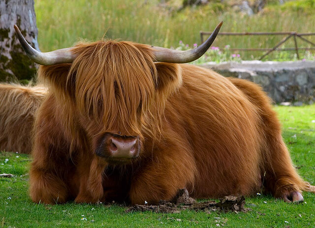 File:Highland coo.jpg
