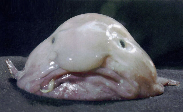 File:Blobfish.jpg