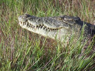 Crocodile 2