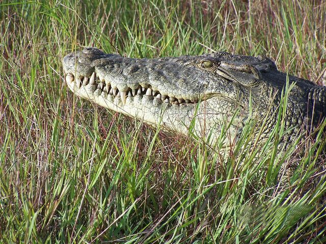 File:Crocodile 2.jpg