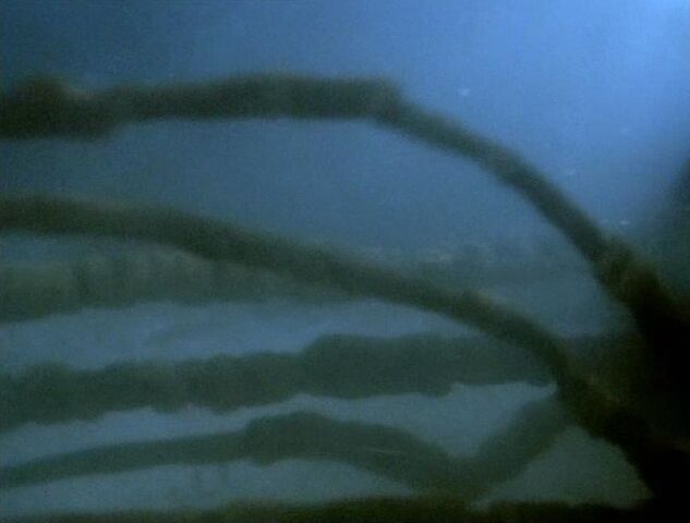 File:DespairSquidTentacles.jpg