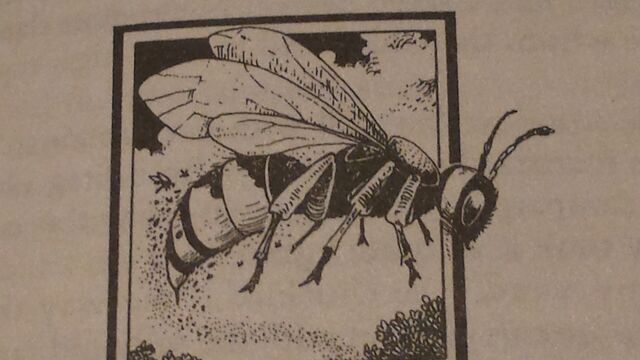 File:Bees.jpg