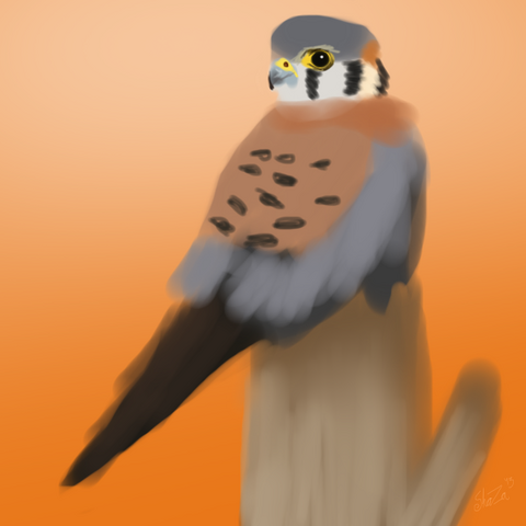 File:Kestrel.png