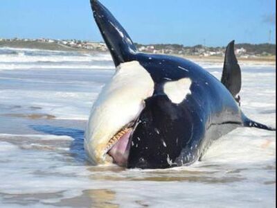Orca muerta.jpg