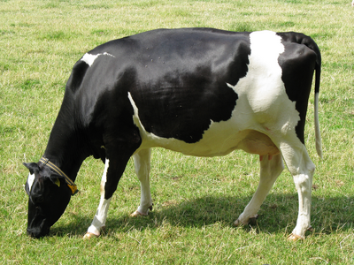 Vaca 11.png