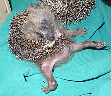 220px-Hedgehog self-anointing.jpg