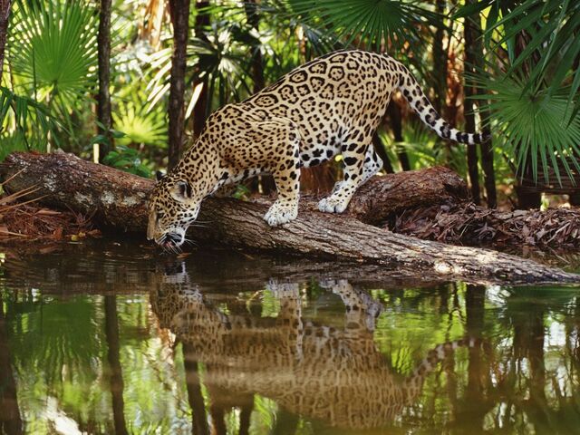 Archivo:Jaguar tomando agua.jpeg