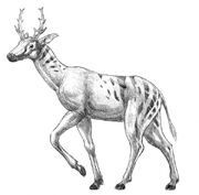 Climacoceras.jpg