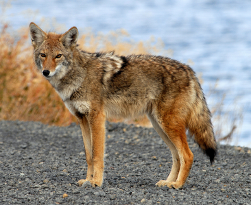 Coyote 1.png