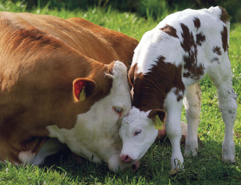 Vaca 1.png