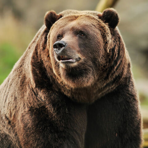 Archivo:Oso pardo3.jpg
