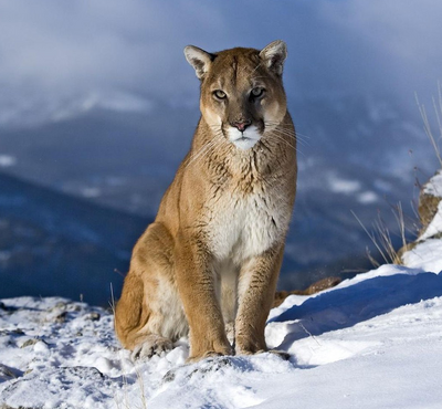 Puma 4.png