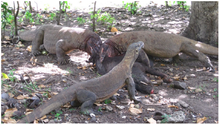 220px-Dragon feeding.png